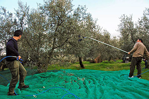 raccola delle olive